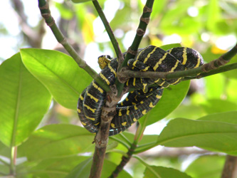 Snake in a tree